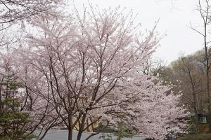  교회 둘러보기 (평강의 봄)