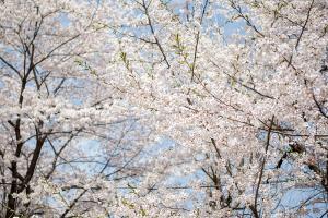   교회 둘러보기(평강의 봄)