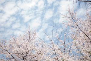   교회 둘러보기(평강의 봄)