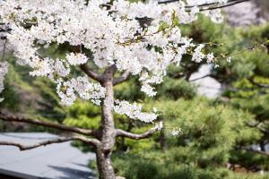   교회 둘러보기(평강의 봄)
